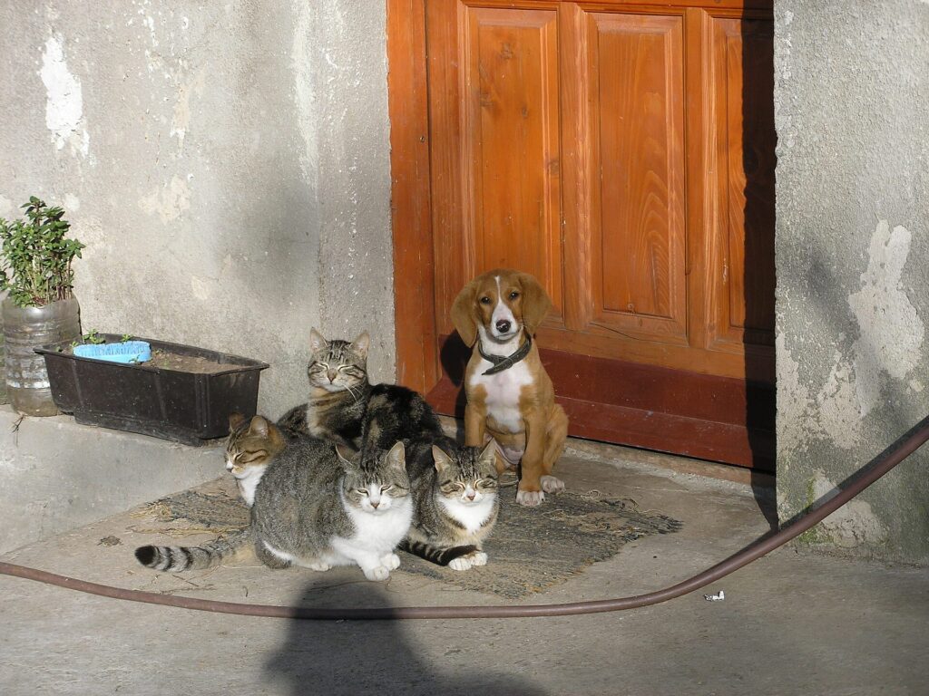 犬猫生活が株主優待を新設—100株で年3,000円、初回基準日は10月31日