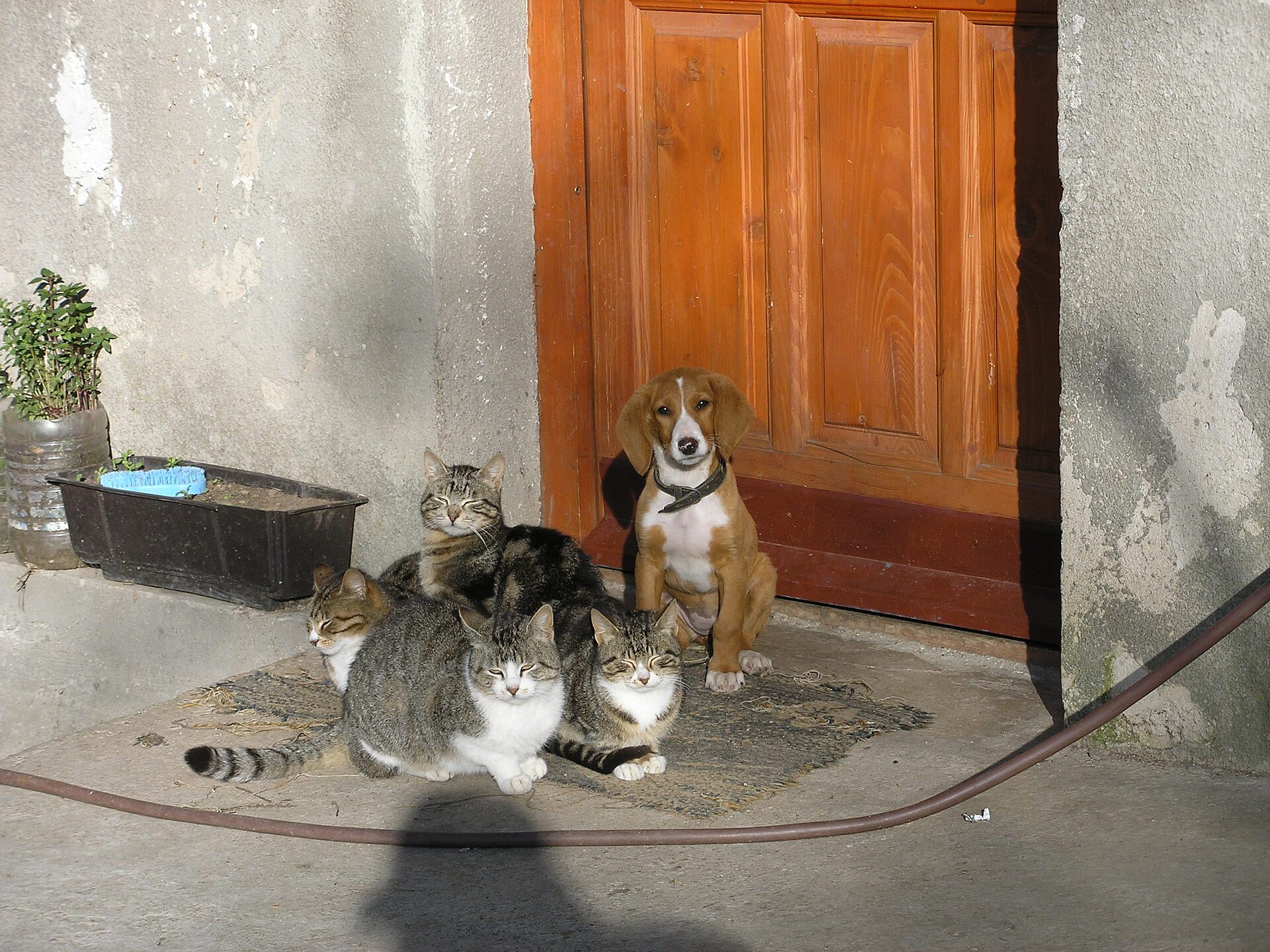 犬と猫（犬猫生活の株主優待記事イメージ）